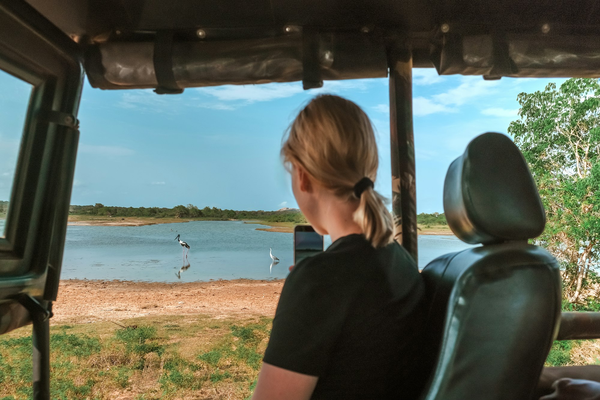 Safari trip.Wildlife safari.Eco travel in the jungle with wild animals elephants.Tropical tourism in